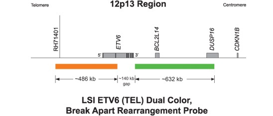 Figure 7a. 12p13 FISH probe. Map of the Abbott Molecular-Vysis ETV6 dual-color, break-apart probe for the 12p13 region .